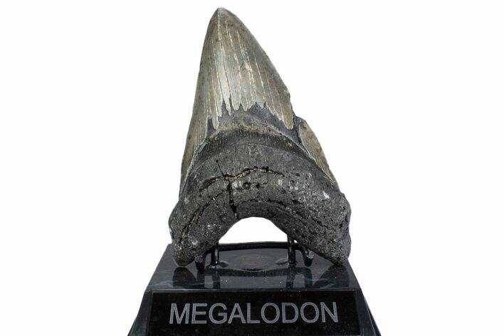 Serrated, Fossil Megalodon Tooth - North Carolina #379229